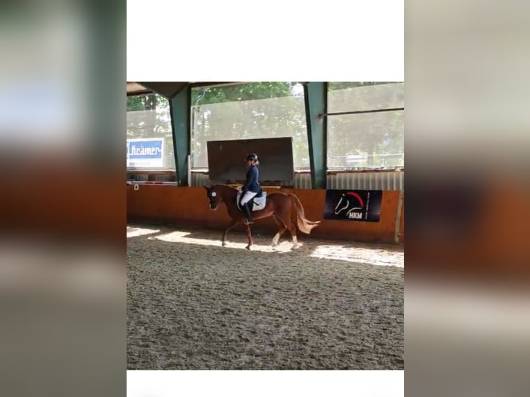 Deutsches Reitpony Wallach 5 Jahre 141 cm Fuchs in Heinsberg