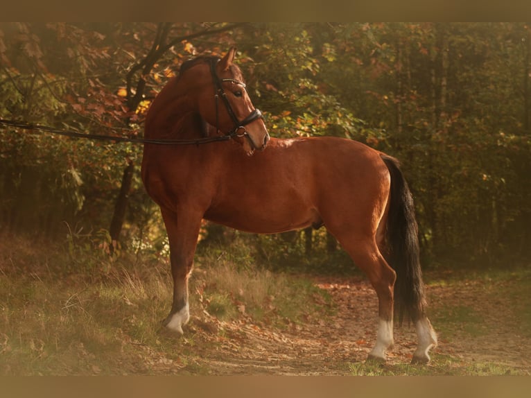 Deutsches Reitpony Wallach 5 Jahre 141 cm Hellbrauner in Wiemersdorf