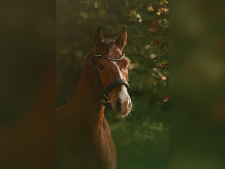 Deutsches Reitpony Wallach 5 Jahre 141 cm Hellbrauner in Wiemersdorf