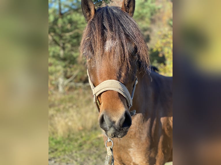 Deutsches Reitpony Wallach 5 Jahre 142 cm Brauner in Gladenbach