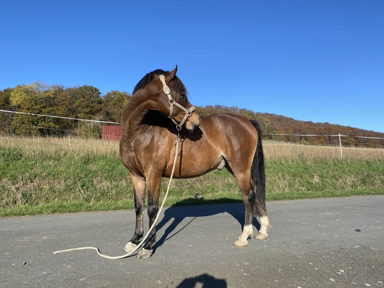 Deutsches Reitpony Wallach 5 Jahre 142 cm Brauner in Gladenbach