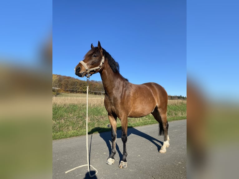 Deutsches Reitpony Wallach 5 Jahre 142 cm Brauner in Gladenbach