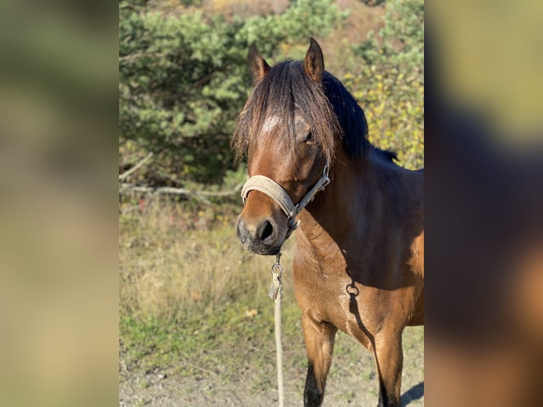 Deutsches Reitpony Wallach 5 Jahre 142 cm Brauner in Gladenbach