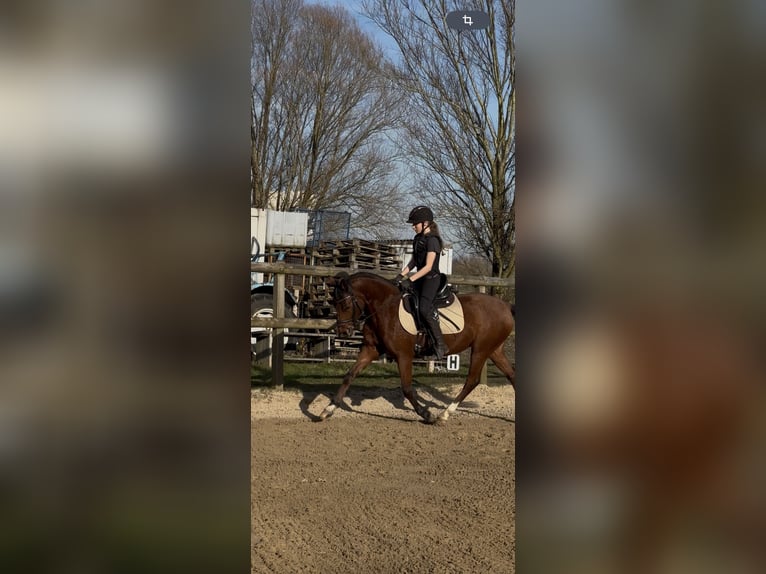 Deutsches Reitpony Wallach 5 Jahre 143 cm Brauner in Glückstadt