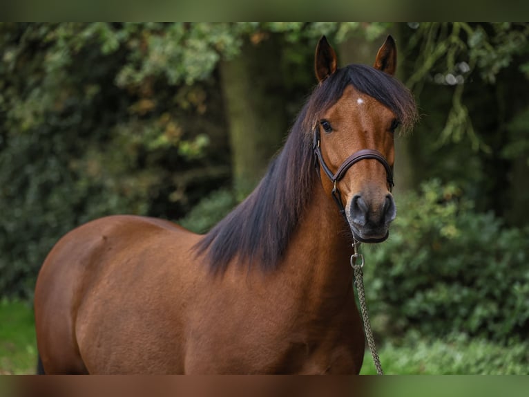 Deutsches Reitpony Mix Wallach 5 Jahre 143 cm Brauner in Andervenne