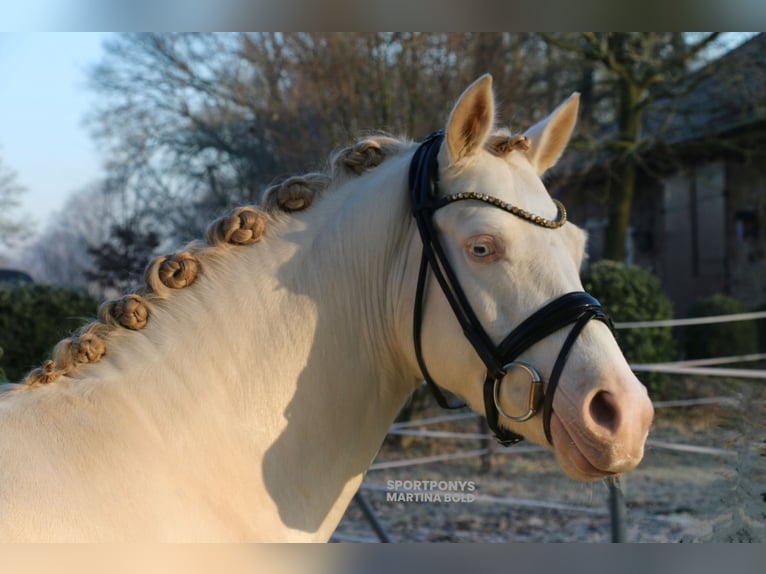 Deutsches Reitpony Wallach 5 Jahre 143 cm Cremello in Recke, bei Osnabrück