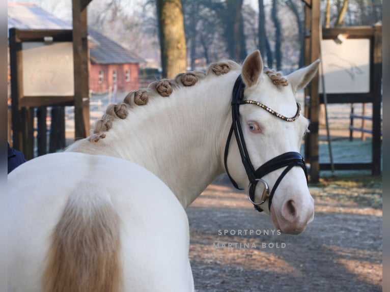 Deutsches Reitpony Wallach 5 Jahre 143 cm Cremello in Recke, bei Osnabrück