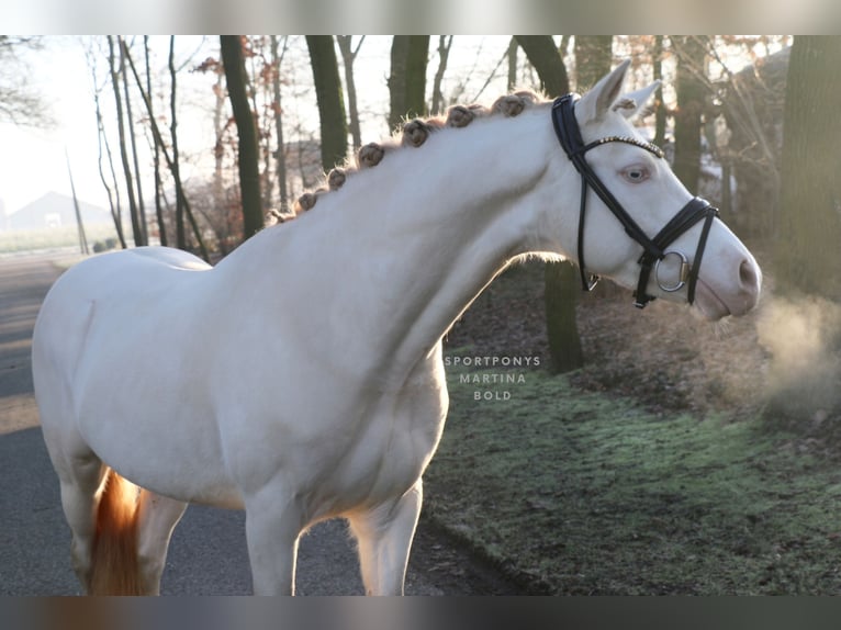 Deutsches Reitpony Wallach 5 Jahre 143 cm Cremello in Recke, bei Osnabrück