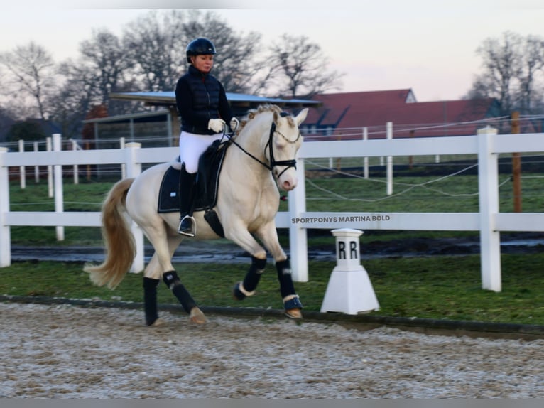 Deutsches Reitpony Wallach 5 Jahre 143 cm Cremello in Recke, bei Osnabrück