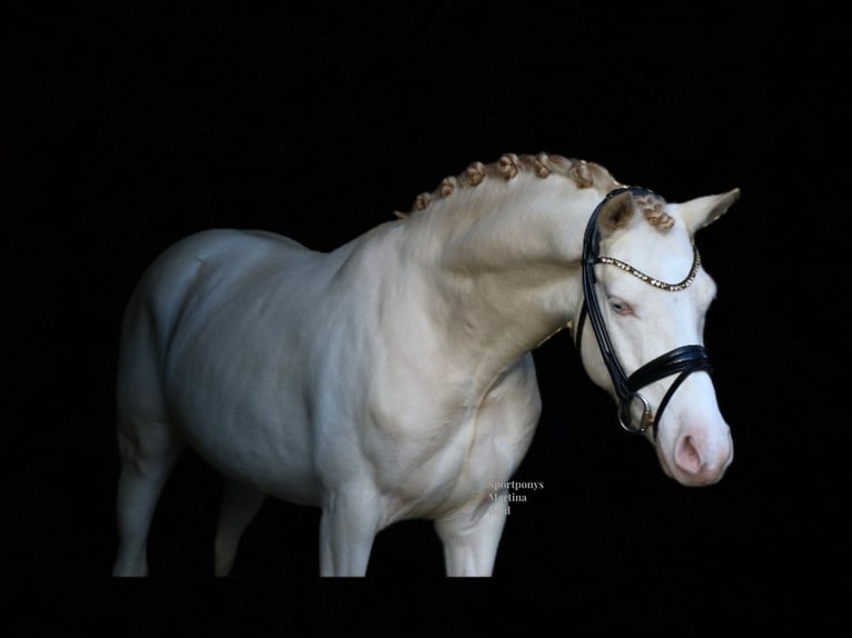 Deutsches Reitpony Wallach 5 Jahre 143 cm Cremello in Recke, bei Osnabrück