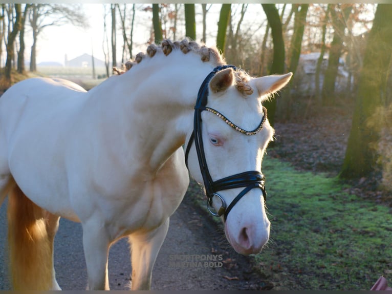 Deutsches Reitpony Wallach 5 Jahre 143 cm Cremello in Recke, bei Osnabrück