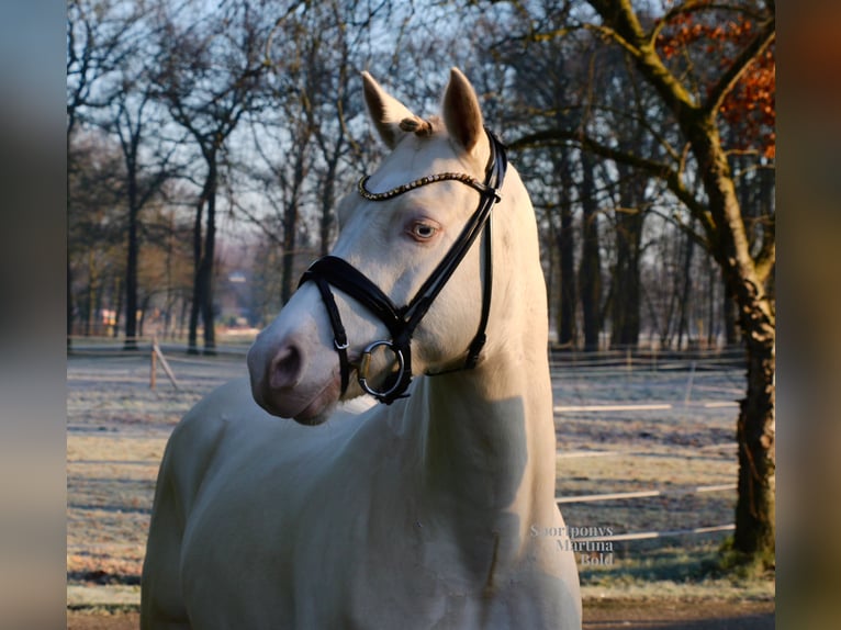 Deutsches Reitpony Wallach 5 Jahre 143 cm Cremello in Recke, bei Osnabrück