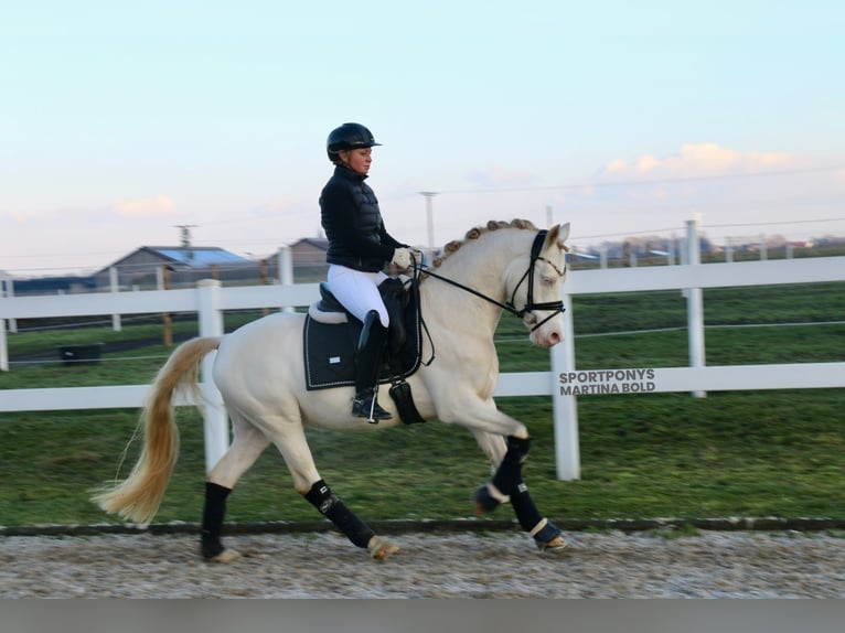 Deutsches Reitpony Wallach 5 Jahre 143 cm Cremello in Recke, bei Osnabrück