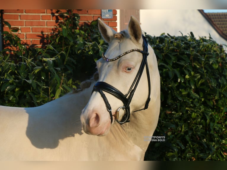 Deutsches Reitpony Wallach 5 Jahre 143 cm Cremello in Recke, bei Osnabrück