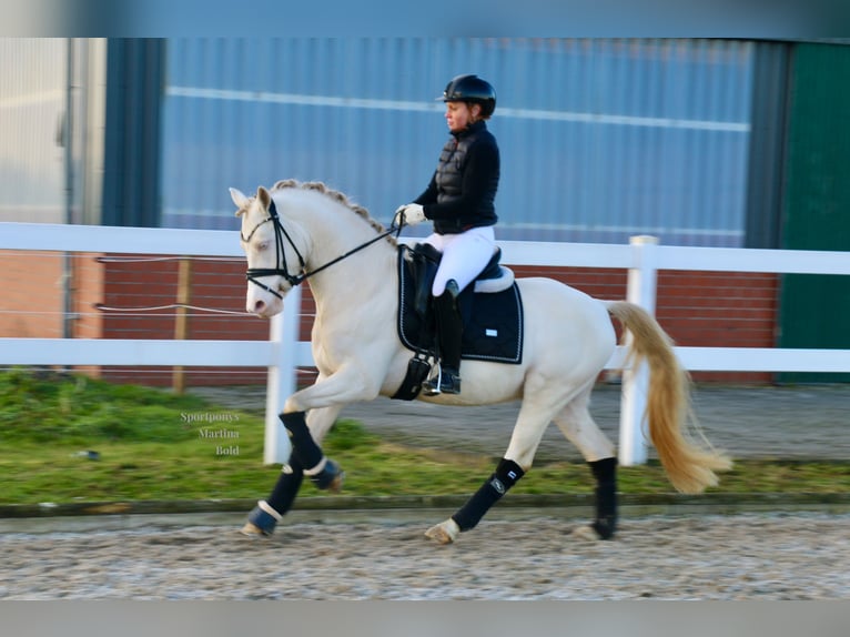 Deutsches Reitpony Wallach 5 Jahre 143 cm Cremello in Recke, bei Osnabrück