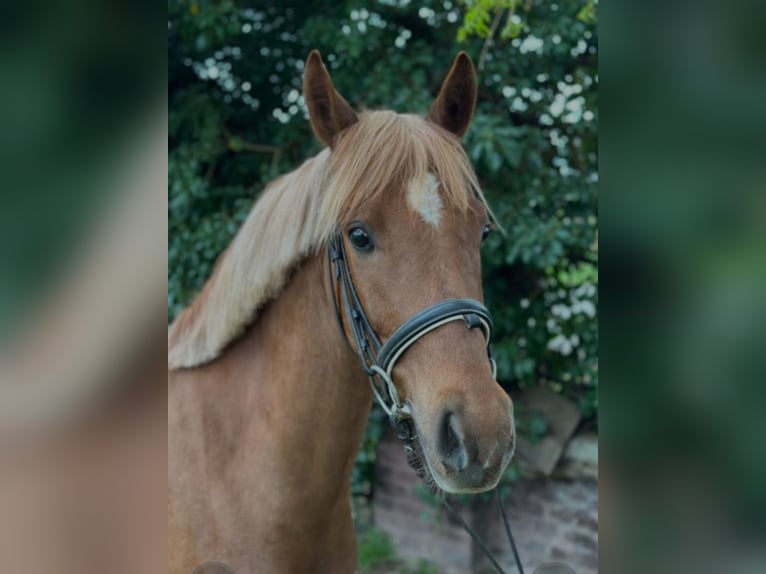 Deutsches Reitpony Wallach 5 Jahre 143 cm Fuchs in Straelen