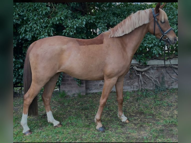 Deutsches Reitpony Wallach 5 Jahre 143 cm Fuchs in Straelen