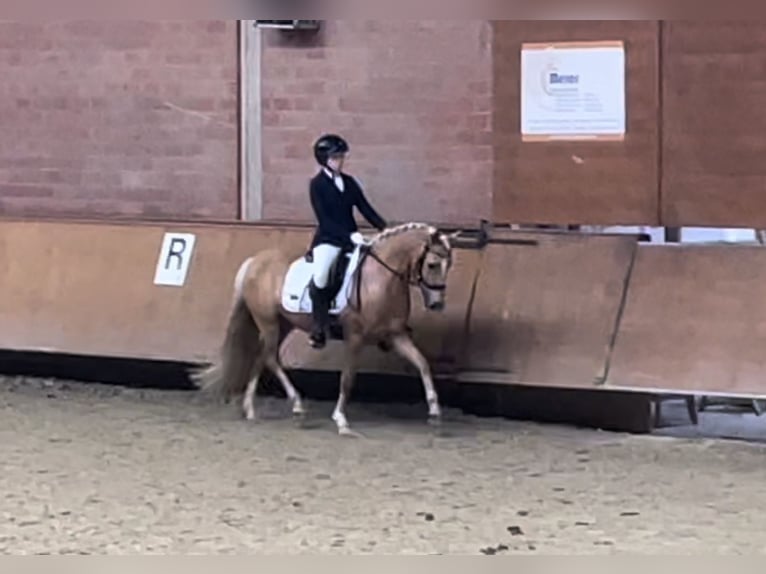 Deutsches Reitpony Wallach 5 Jahre 143 cm Palomino in Issum