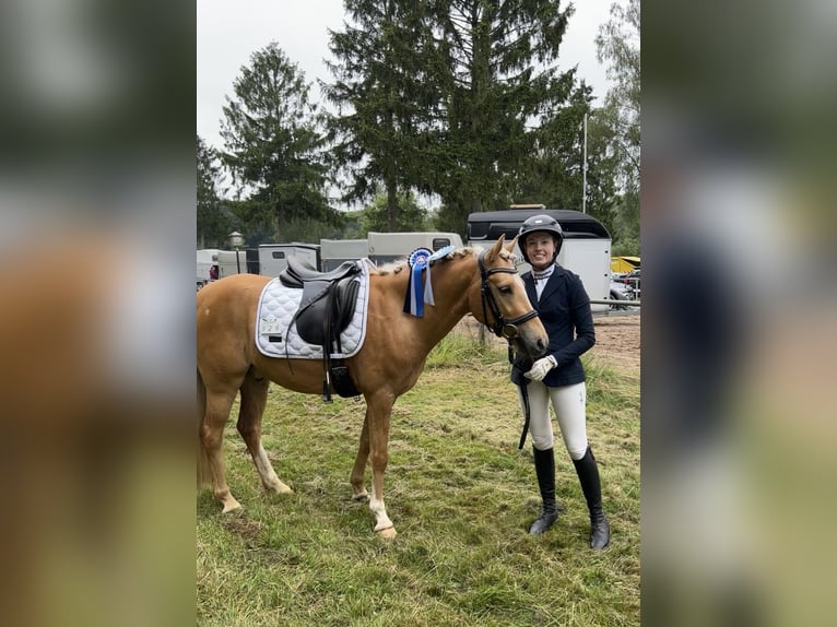 Deutsches Reitpony Wallach 5 Jahre 143 cm Palomino in Issum