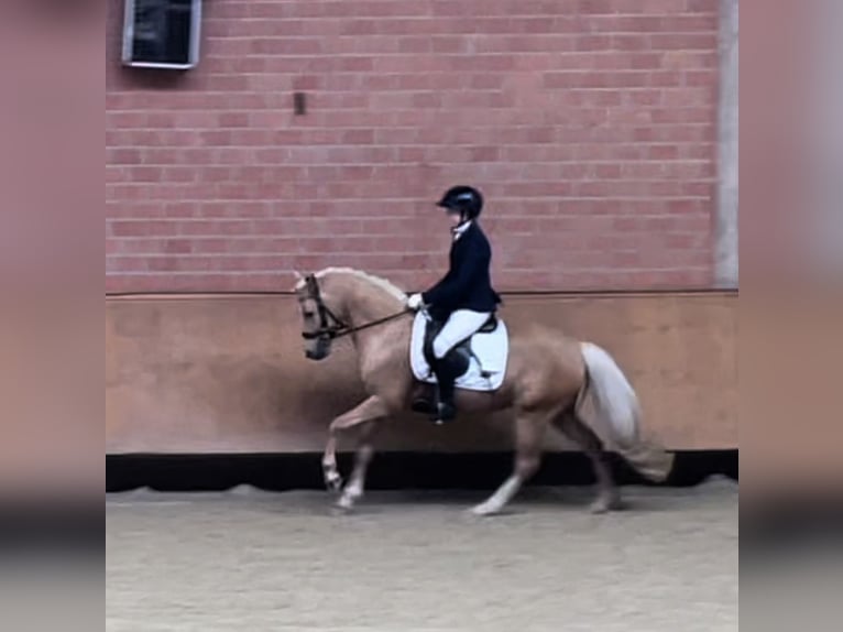 Deutsches Reitpony Wallach 5 Jahre 143 cm Palomino in Issum