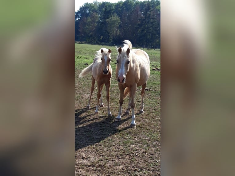 Deutsches Reitpony Wallach 5 Jahre 143 cm Palomino in Issum