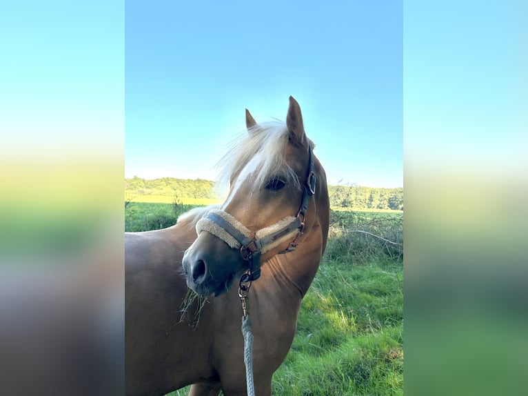 Deutsches Reitpony Wallach 5 Jahre 143 cm Palomino in Issum