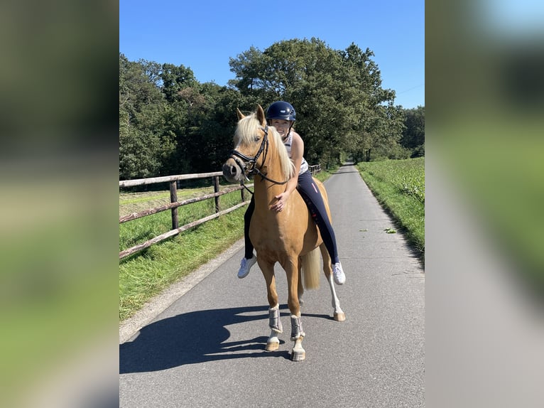 Deutsches Reitpony Wallach 5 Jahre 143 cm Palomino in Issum