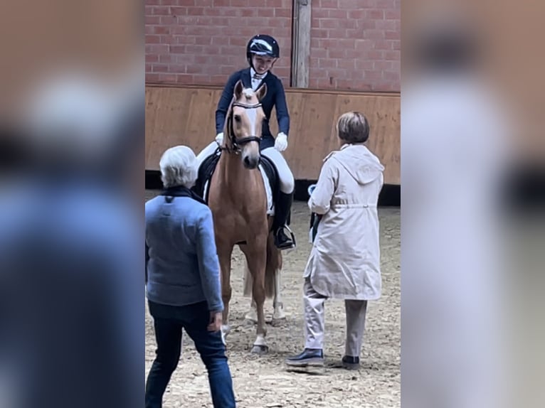 Deutsches Reitpony Wallach 5 Jahre 143 cm Palomino in Issum