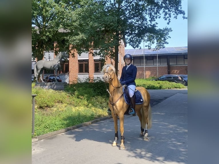 Deutsches Reitpony Wallach 5 Jahre 143 cm Palomino in Issum