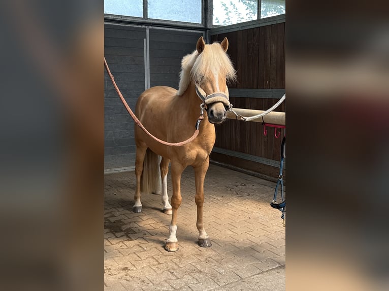 Deutsches Reitpony Wallach 5 Jahre 143 cm Palomino in Issum