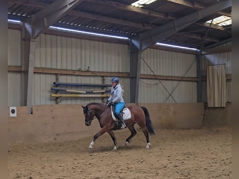 Deutsches Reitpony Wallach 5 Jahre 144 cm Brauner in Mülheim an der Ruhr