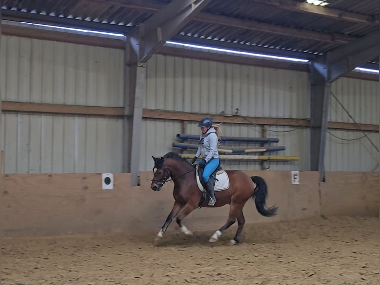 Deutsches Reitpony Wallach 5 Jahre 144 cm Brauner in Mülheim an der Ruhr