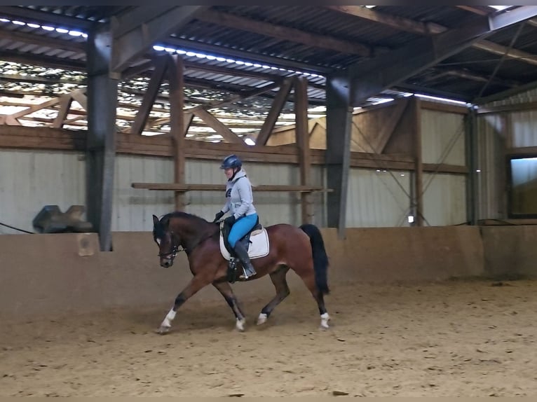 Deutsches Reitpony Wallach 5 Jahre 144 cm Brauner in Mülheim an der Ruhr