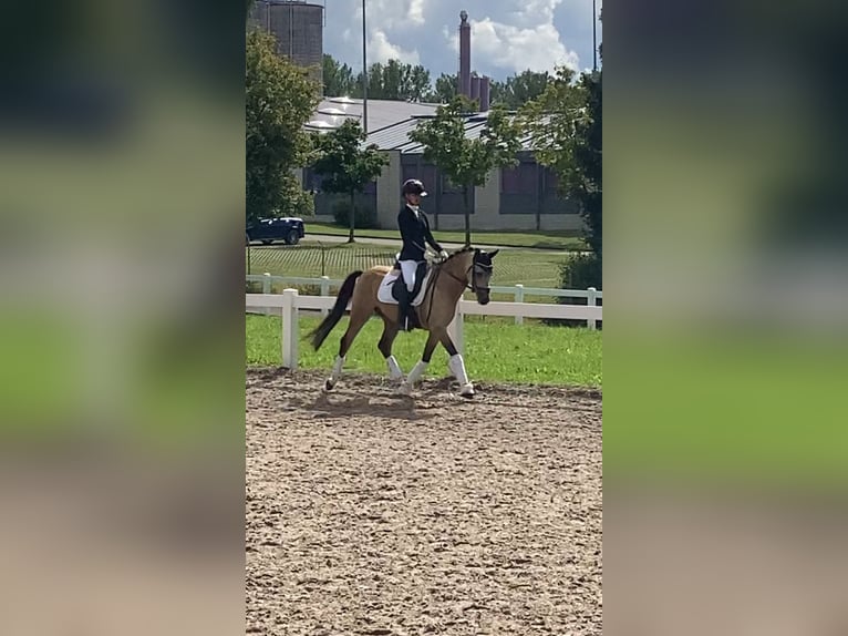 Deutsches Reitpony Wallach 5 Jahre 144 cm Falbe in M&#xFC;llheim Dorf