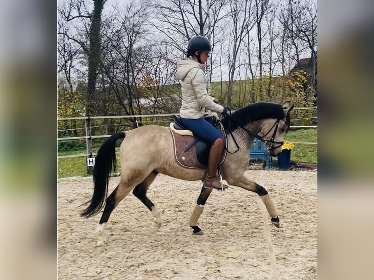 Deutsches Reitpony Wallach 5 Jahre 144 cm Falbe in M&#xFC;llheim Dorf