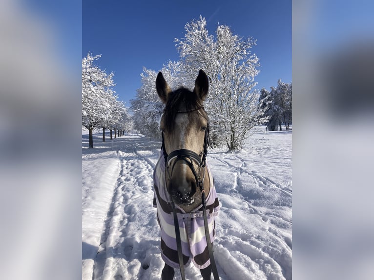 Deutsches Reitpony Wallach 5 Jahre 144 cm Falbe in M&#xFC;llheim Dorf