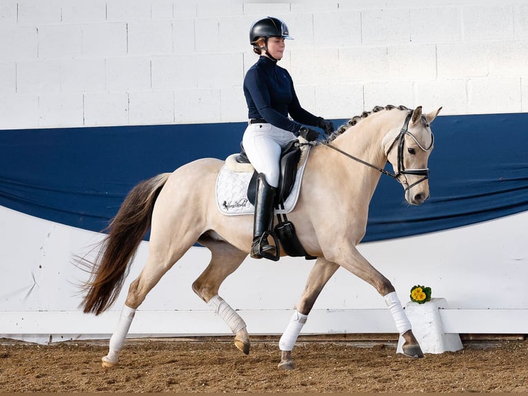 Deutsches Reitpony Wallach 5 Jahre 144 cm Falbe in Marsberg