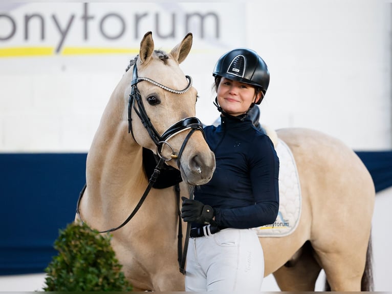 Deutsches Reitpony Wallach 5 Jahre 144 cm Falbe in Marsberg