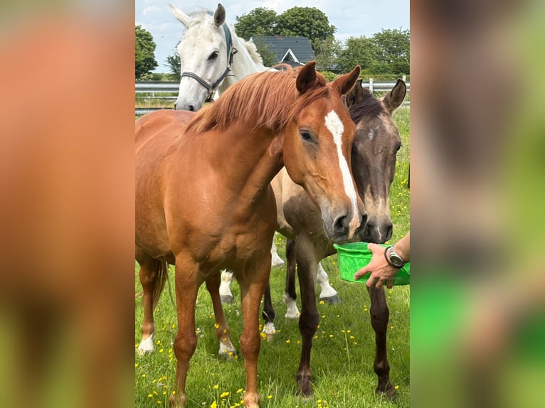 Deutsches Reitpony Wallach 5 Jahre 144 cm Fuchs in Wesselburenerkoog