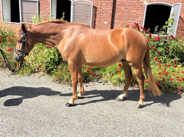 Deutsches Reitpony Wallach 5 Jahre 144 cm Fuchs in Wesselburenerkoog
