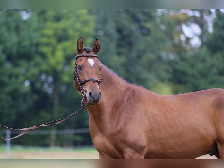Deutsches Reitpony Wallach 5 Jahre 145 cm Brauner in Heek