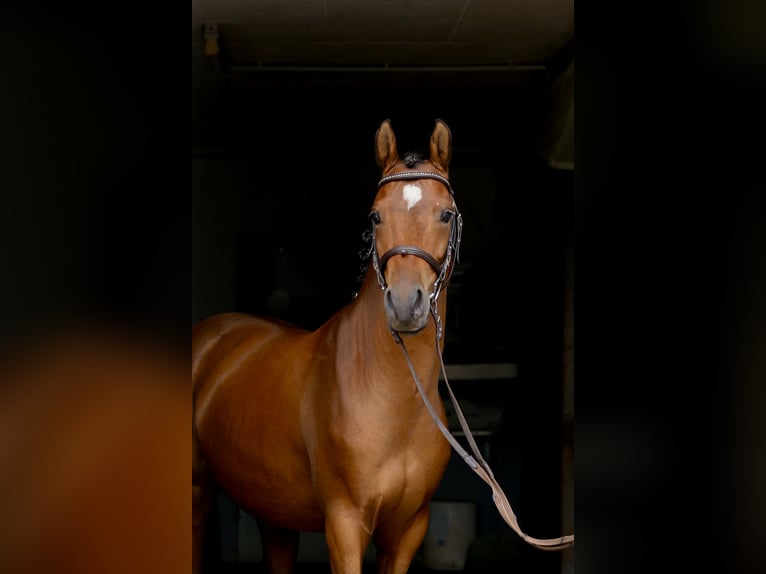 Deutsches Reitpony Wallach 5 Jahre 145 cm Brauner in Heek