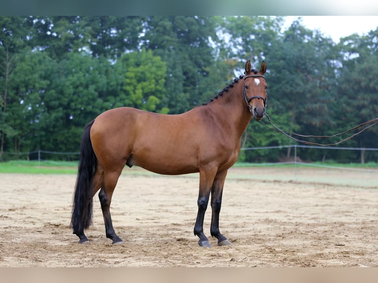 Deutsches Reitpony Wallach 5 Jahre 145 cm Brauner in Heek
