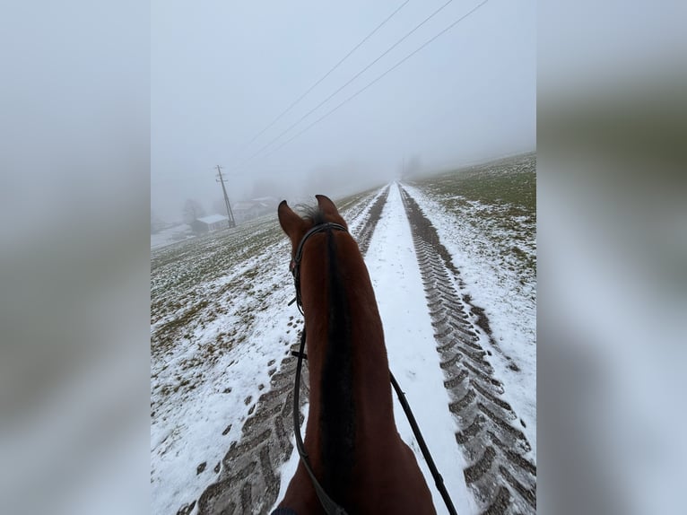Deutsches Reitpony Wallach 5 Jahre 145 cm Brauner in Winklpoint