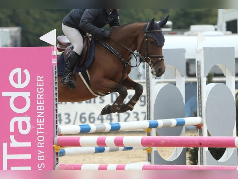 Deutsches Reitpony Wallach 5 Jahre 145 cm Brauner in Winklpoint