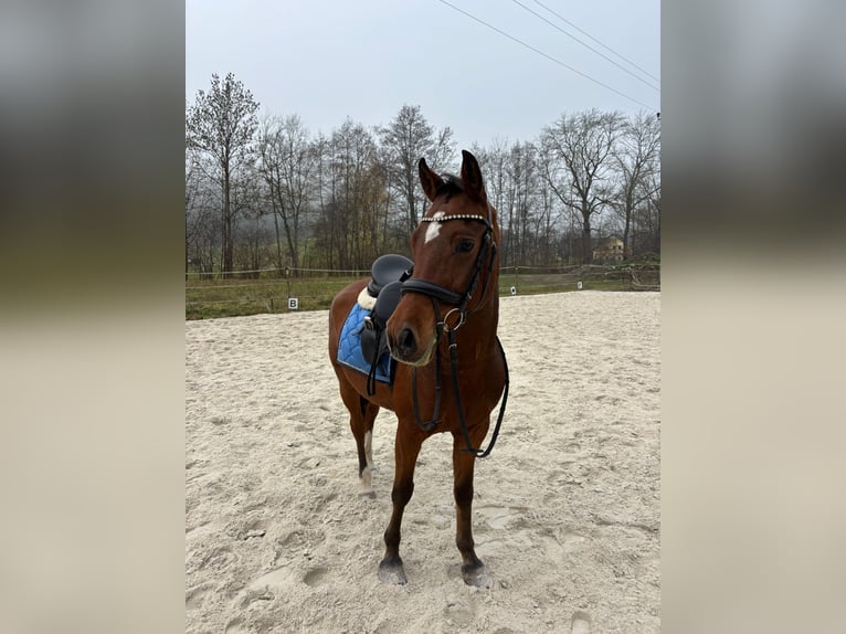 Deutsches Reitpony Wallach 5 Jahre 145 cm Brauner in Winklpoint