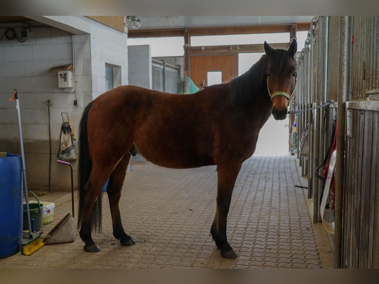 Deutsches Reitpony Mix Wallach 5 Jahre 145 cm Brauner in OrtenbergOrtenberg