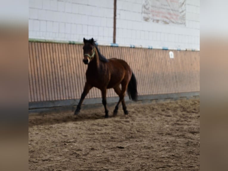 Deutsches Reitpony Mix Wallach 5 Jahre 145 cm Brauner in OrtenbergOrtenberg