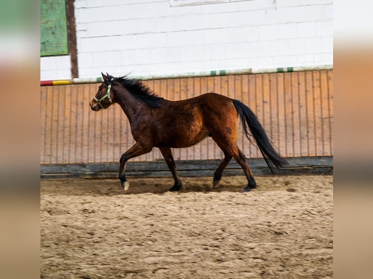 Deutsches Reitpony Mix Wallach 5 Jahre 145 cm Brauner in OrtenbergOrtenberg