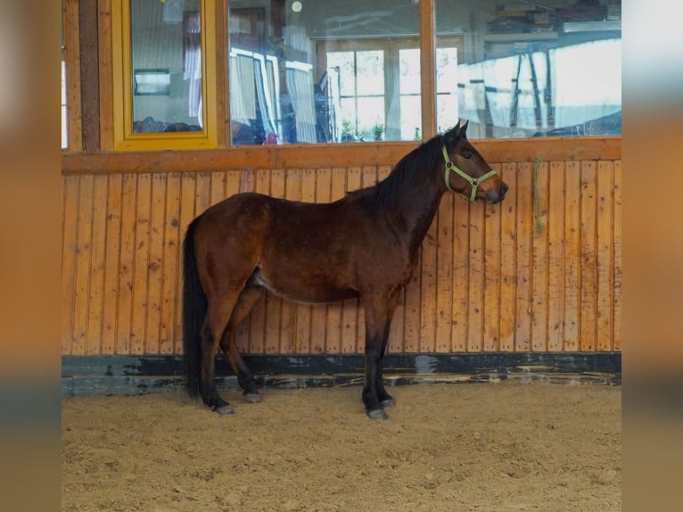 Deutsches Reitpony Mix Wallach 5 Jahre 145 cm Brauner in OrtenbergOrtenberg